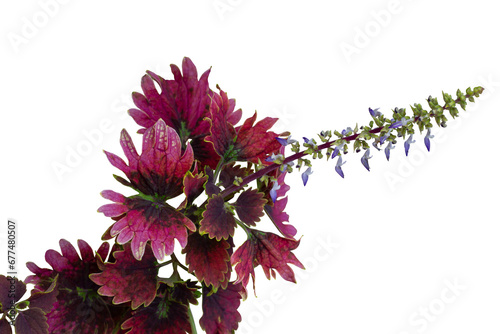 Coleus Forskohlii, Painted Nettle or Plectranthus scutellarioides bloom is a Thai herb isolated on white background included clipping path. photo