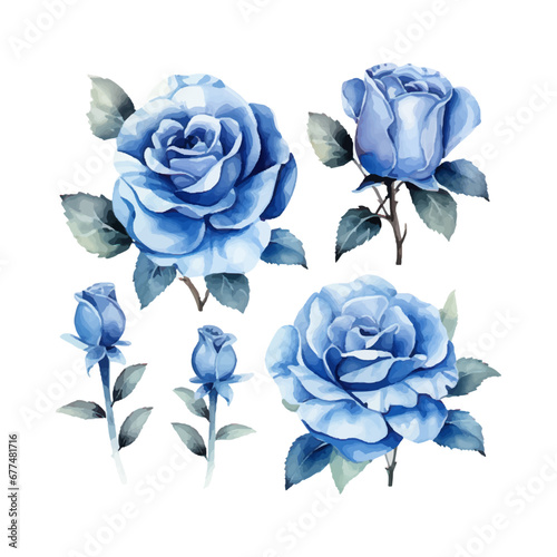 blue rose flower set, watercolor vector illustration, isolated on white background