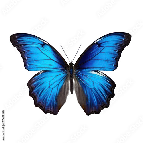Butterfly isolated on white transparent background  PNG