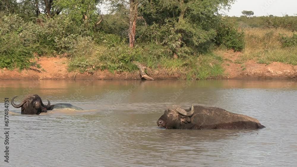 Buffalo resting and wading in a waterhole in Africa. Buffalo resting and wading in a waterhole in Africa.