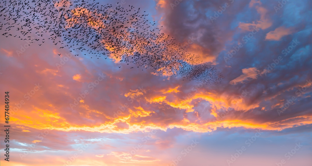 Silhouette of birds flying above the clouds at sunset Silhouette of birds flying above the clouds at sunset