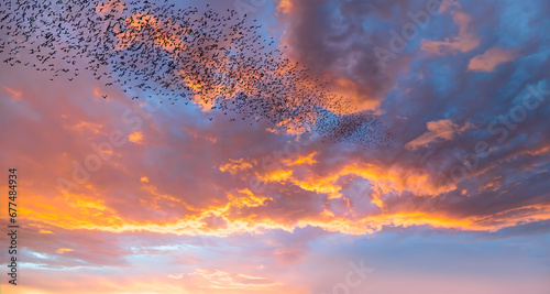 Silhouette of birds flying above the clouds at sunset