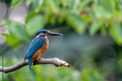 Obraz na płótnie Colorful king fisher bird on a branch of a tree waiting to catch a fish in the Netherlands. Green leaves w salonie