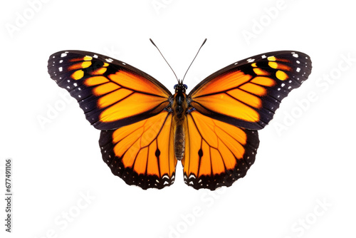 A beautiful butterfly flying isolated on transparent background. © tong2530