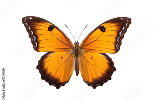 A beautiful butterfly flying isolated on transparent background.