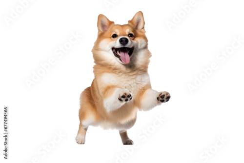 A joyful dog isolated on transparent background.
