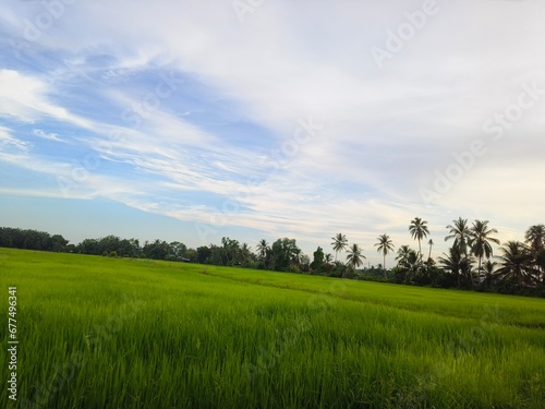 Fototapeta Naklejka Na Ścianę i Meble -  Paddy field and blue sky