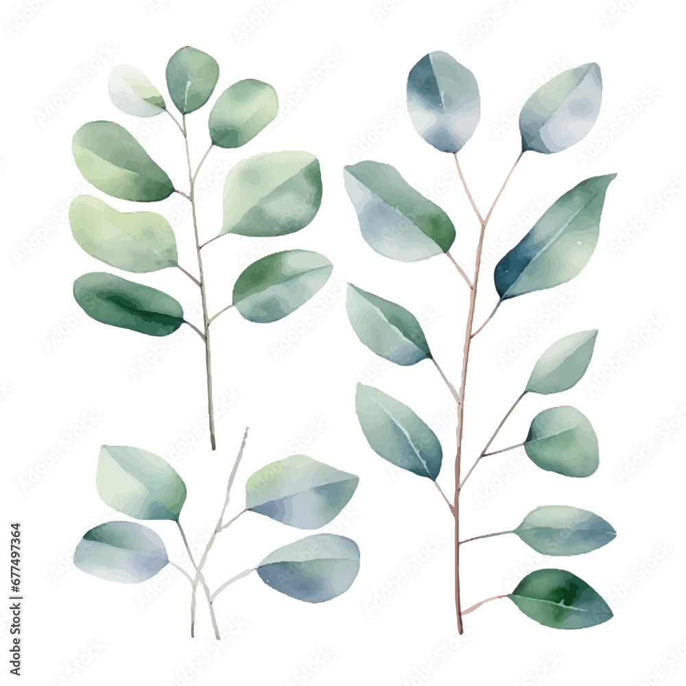 eucalyptus plant set, watercolor vector illustration, isolated on white background