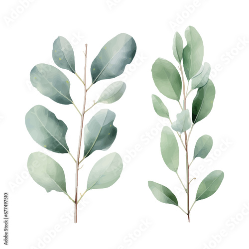 eucalyptus plant set  watercolor vector illustration  isolated on white background