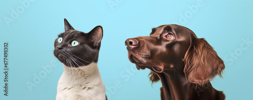 Portrait dog and cat looking side, Isolated on blue pastel background