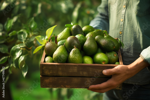farmer holding wooden crate with avocado in garden or plantation. harvest concept