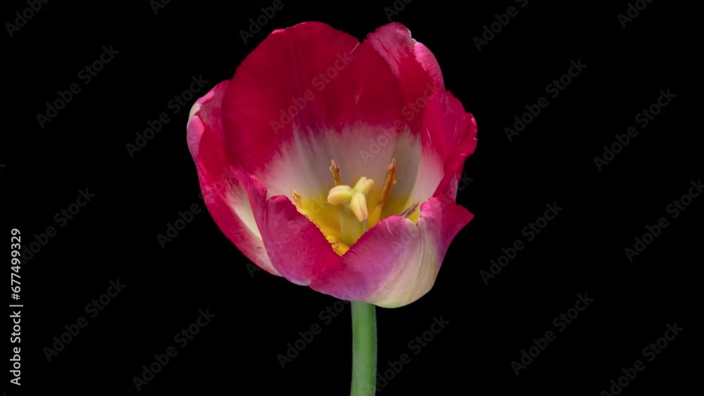 Close up of red tulip flower blooming . Easter, spring, valentine's day, holidays concept Close up of red tulip flower blooming . Easter, spring, valentine's day, holidays concept