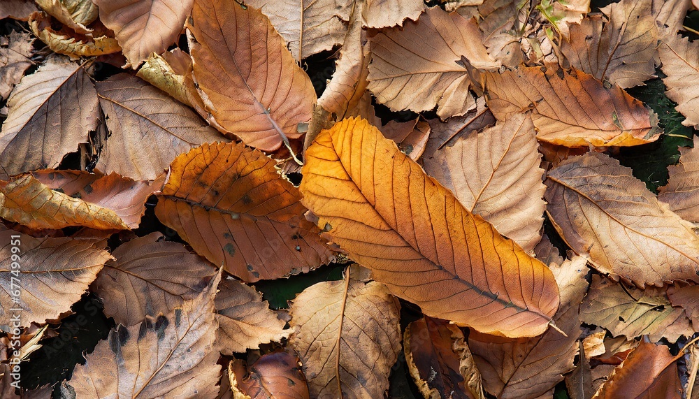 Dead leaves texture background