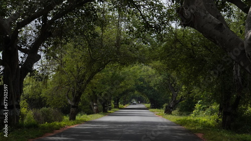 road in the park