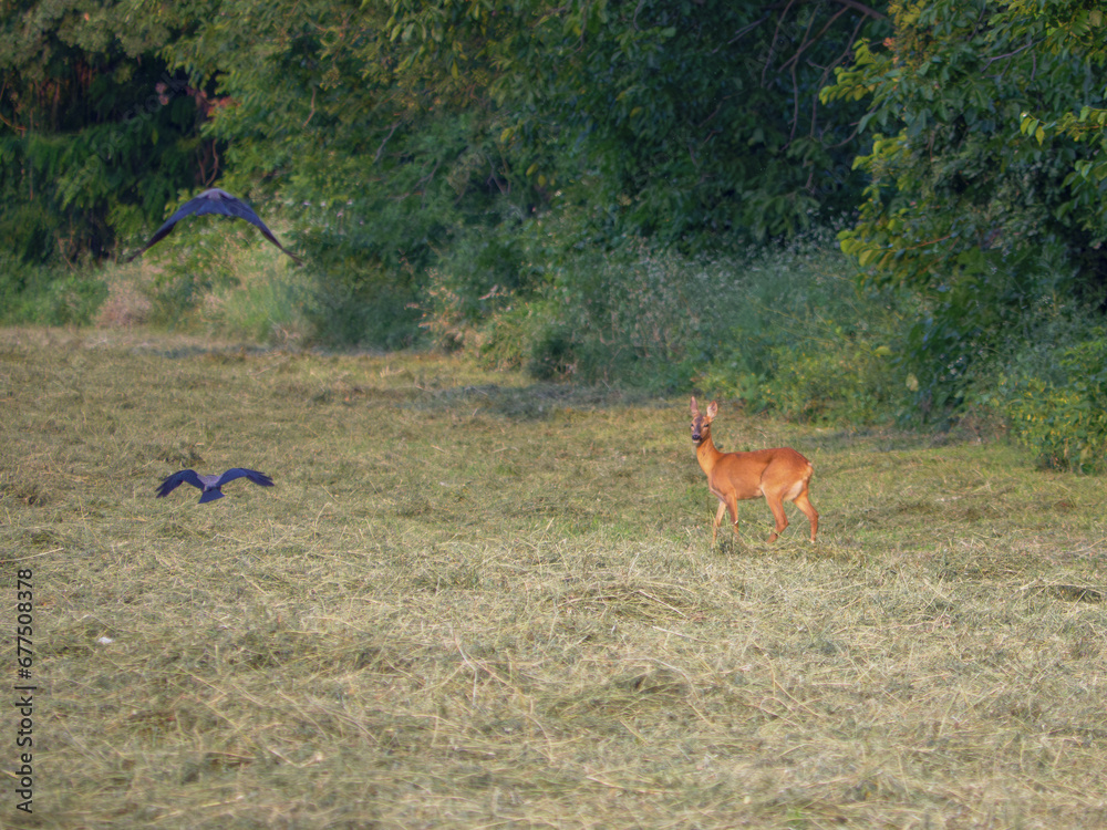 Little Cute Brown Fawn Wandering through a vast Meadow in search of Food Little Cute Brown Fawn Wandering through a vast Meadow in search of Food