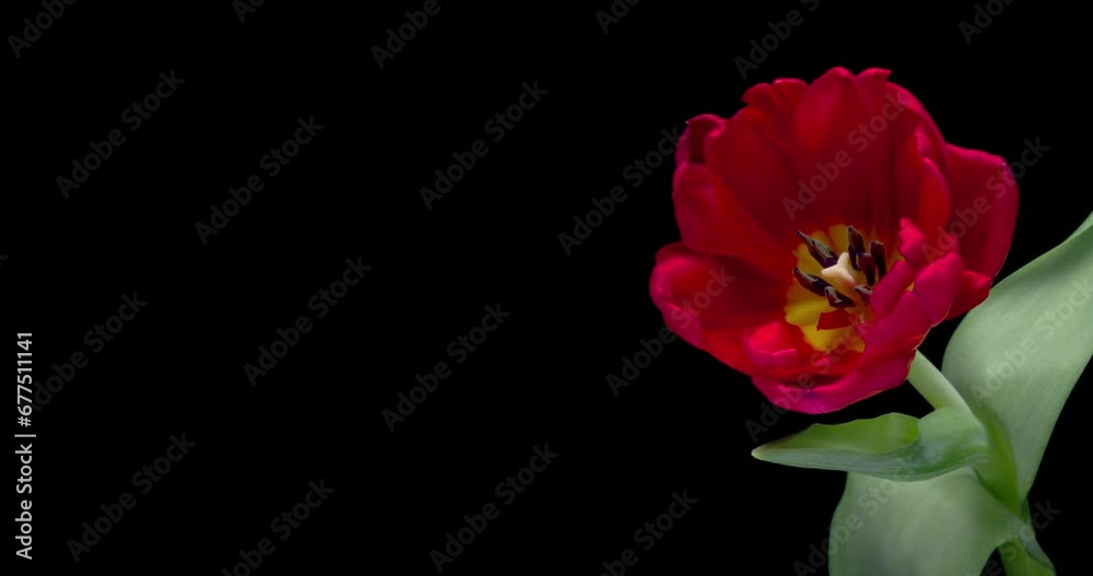 Timelapse of red tulip flower blooming on black background. Easter, spring, valentine's day, holidays concept. 4K video with place for text Timelapse of red tulip flower blooming on black background. Easter, spring, valentine's day, holidays concept. 4K video with place for text