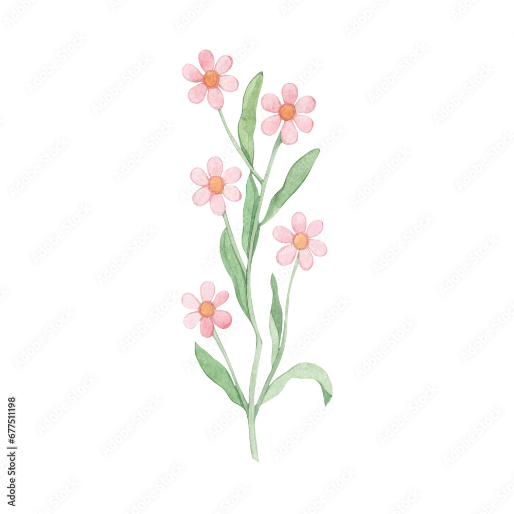 Watercolor drawing of pink wildflowers. Plant. A twig with small flowers. Hand drawn.