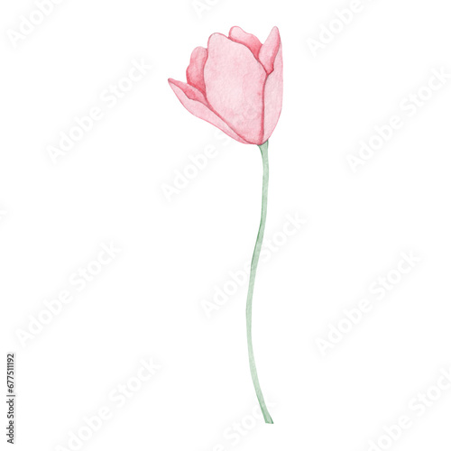 Watercolor drawing of a pink flower. Hand drawn.