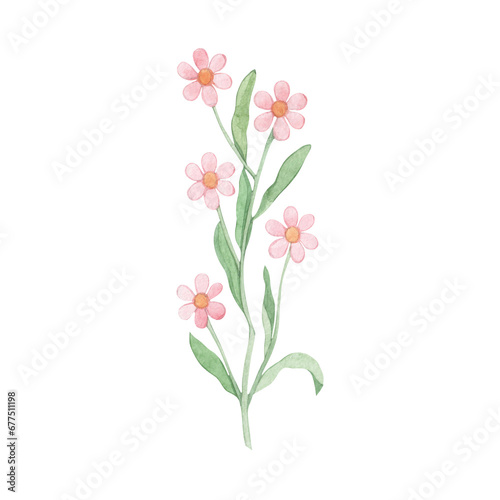 Watercolor drawing of pink wildflowers. Plant. A twig with small flowers. Hand drawn.