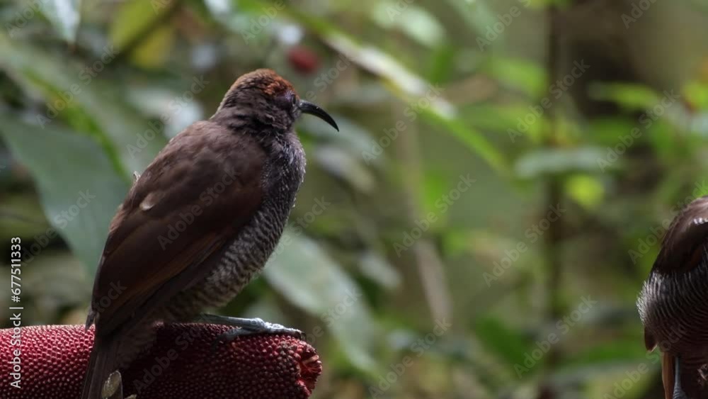 custom made wallpaper toronto digitalThe black sicklebill or Epimachus fastosus, bird of paradise feeding juvenile