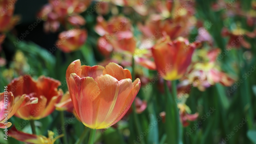 The orange tulips is a beautiful and evocative example of nature's beauty. The tulips are a symbol of spring and new beginnings. The orange tulips is a beautiful and evocative example of nature's beauty. The tulips are a symbol of spring and new beginnings.