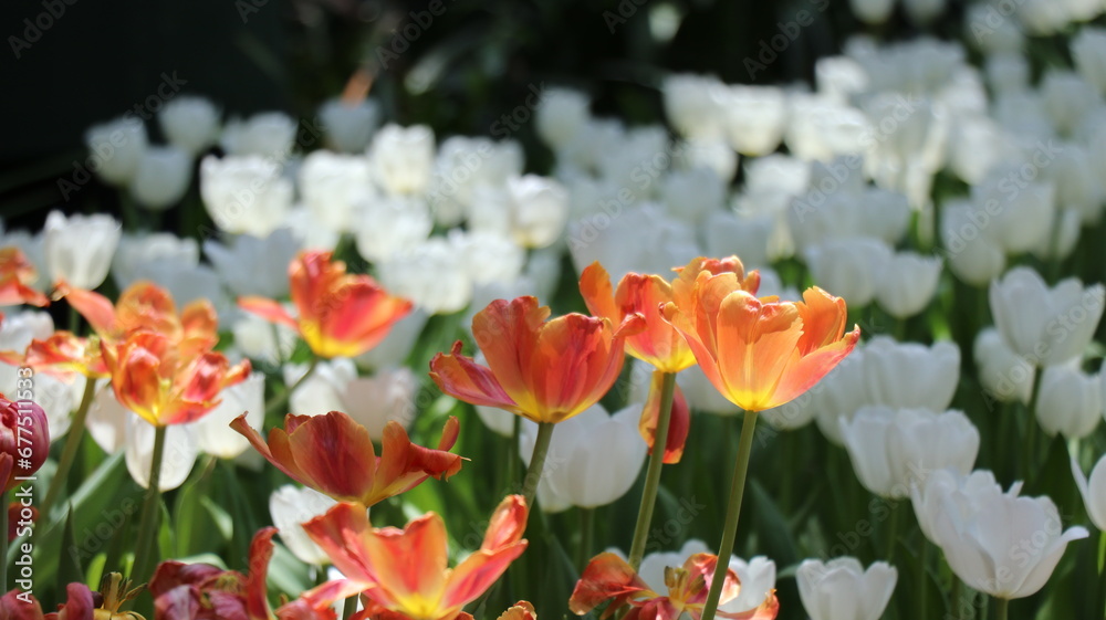 The orange and white  tulips is a beautiful and evocative example of nature's beauty. The tulips are a symbol of spring and new beginnings.