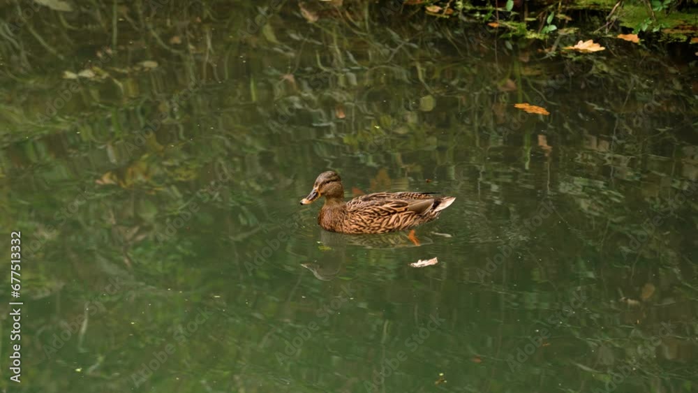 Female duck swimming in a autumn lake. Water bird resting on a tranquil pond water. Anas platyrhynchos in wildlife Female duck swimming in a autumn lake. Water bird resting on a tranquil pond water. Anas platyrhynchos in wildlife