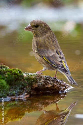 bird on a branch