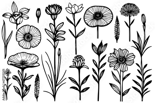 Vector botanical collection of floral drawing flowers and leaves, monochrome artistic botanical illustration. Isolated