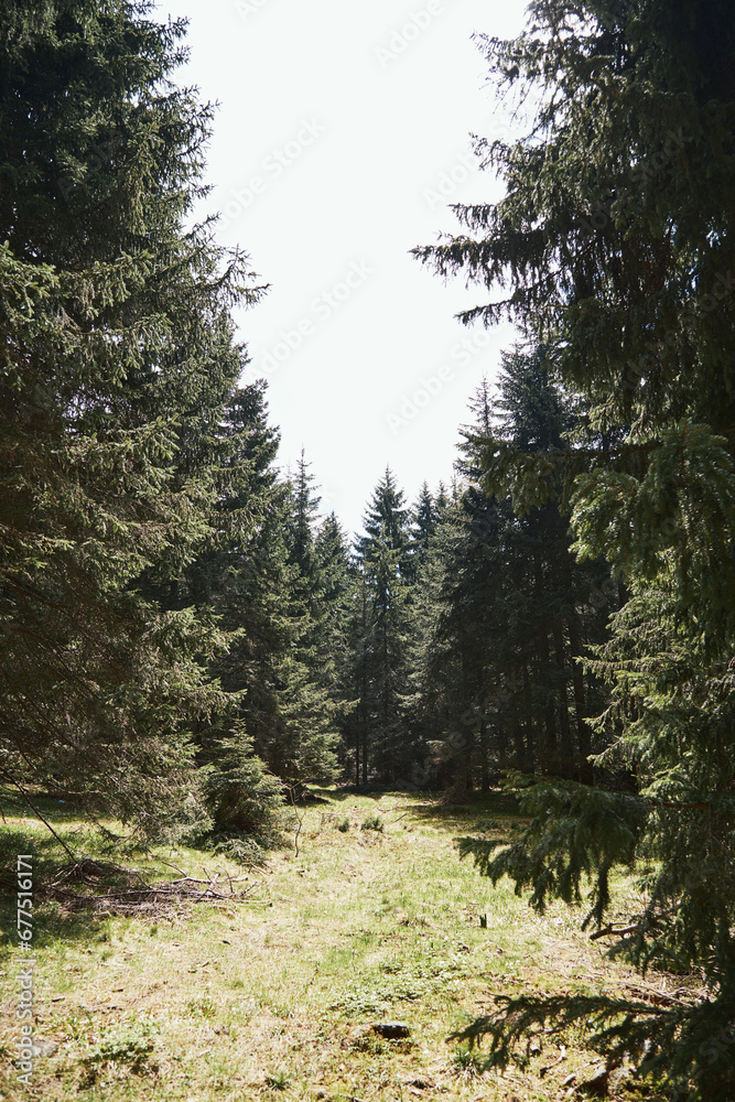 Coniferous woods and forest trees. Coniferous woods and forest trees.