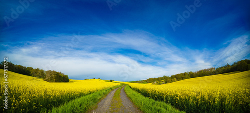 Vibrant yellow canola fields under a blue sky.