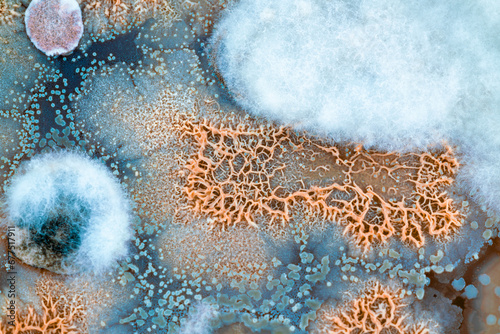 colonies of bacteria and microorganisms on the surface of agar and wind during microbiological analysis in a scientific laboratory photo