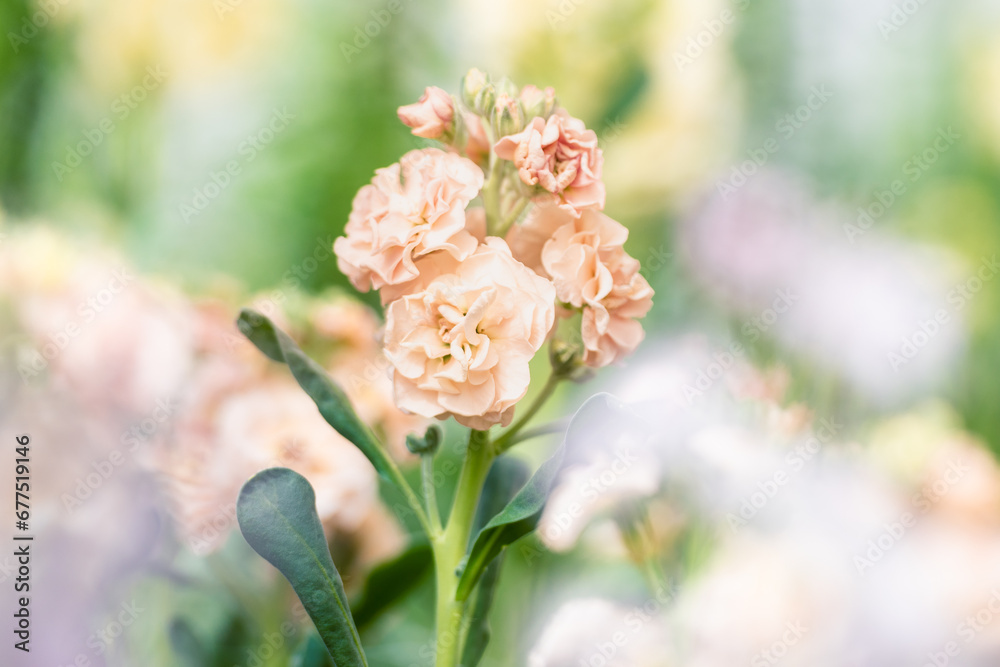 Matthiola incana, or commonly called Stock. Beautiful blush peachy colored double stock flowers, known to be highly scented. Matthiola background with shallow focus.
