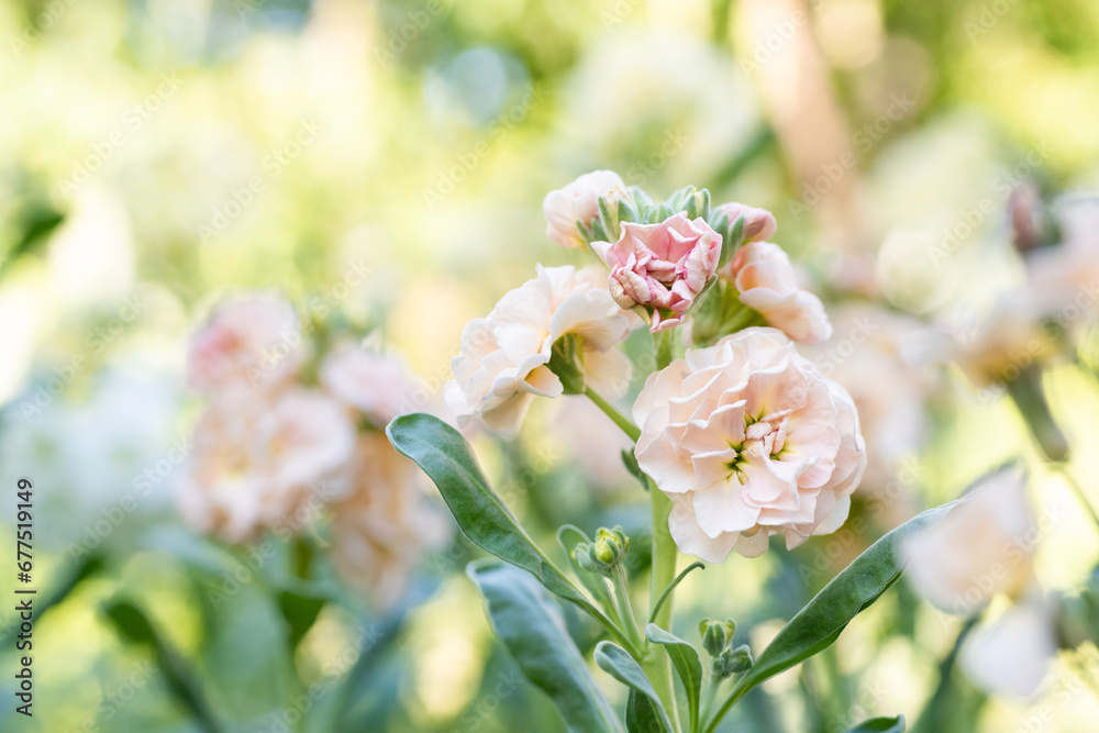 Matthiola incana, or commonly called Stock. Beautiful blush peachy colored double stock flowers, known to be highly scented. Matthiola background with shallow focus. Matthiola incana, or commonly called Stock. Beautiful blush peachy colored double stock flowers, known to be highly scented. Matthiola background with shallow focus.