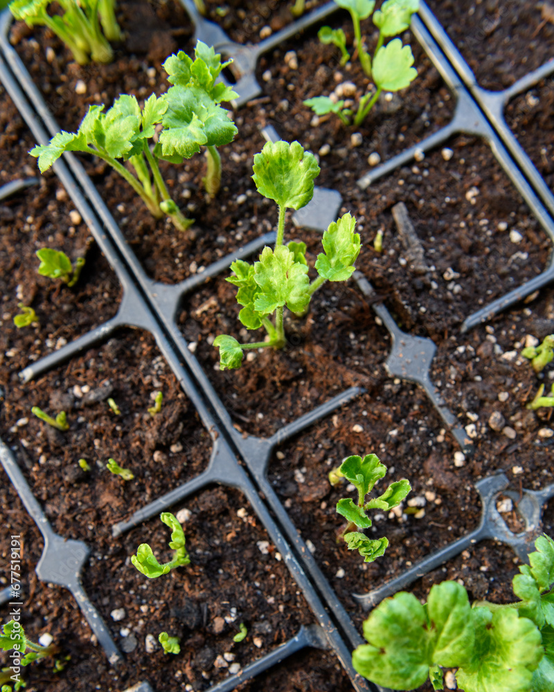 Seedling tray full of young sprouting Ranunculus plants. Persian buttercup ranunculus seedlings in a propagation tray.