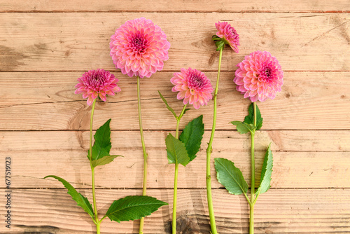 Floral background. Pink runner dahlias arranged in a row on wooden background.