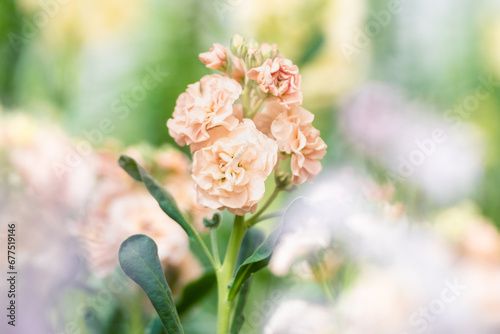 Matthiola incana, or commonly called Stock. Beautiful blush peachy colored double stock flowers, known to be highly scented. Matthiola background with shallow focus. © andreaobzerova