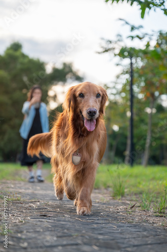 Golden Retriever accompanies its owner on a walk in the park