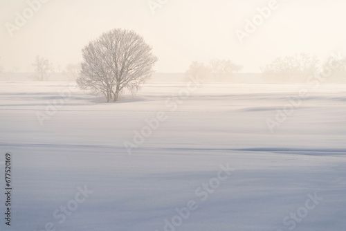雪原の朝 photo