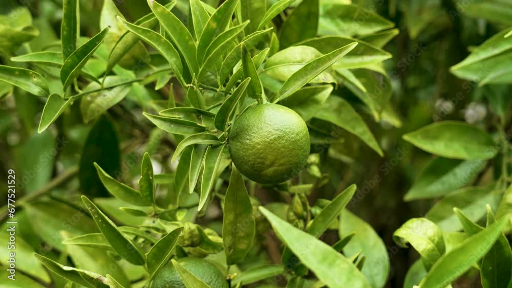 Fresh citrus reticulata green fruit on branch in the orchard. Mandarin orange tree Fresh citrus reticulata green fruit on branch in the orchard. Mandarin orange tree