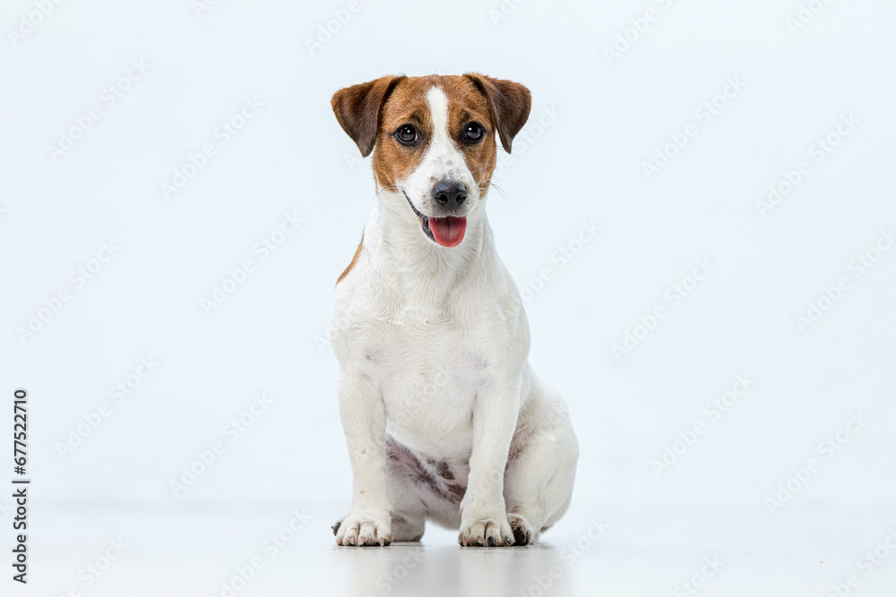 Jack Russell Terrier on a white background