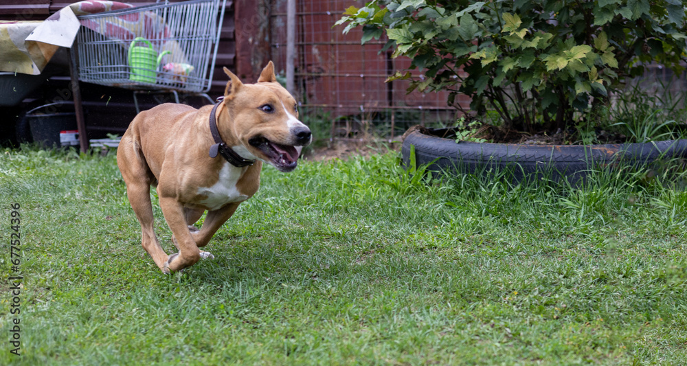 Staffordshire Terrier playing with a ball in the yard. A strong, powerful dog quickly runs after a thrown ball. The dog runs quickly catching a thrown ball. Ball game concept with dog. Staffordshire Terrier playing with a ball in the yard. A strong, powerful dog quickly runs after a thrown ball. The dog runs quickly catching a thrown ball. Ball game concept with dog.
