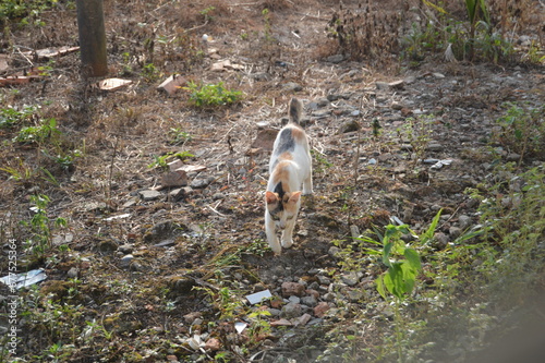 a white, black and yellow wild cat