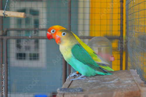 colorful lovebirds in a cage