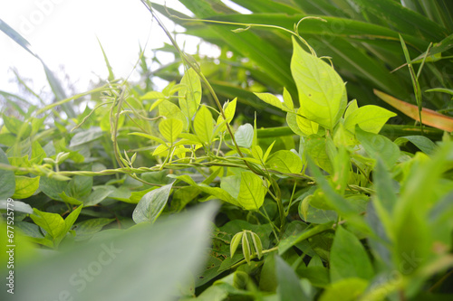 wild grass against a clear sky