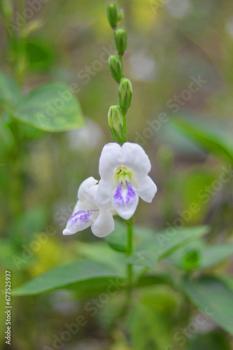 very beautiful white and purple wild flowers