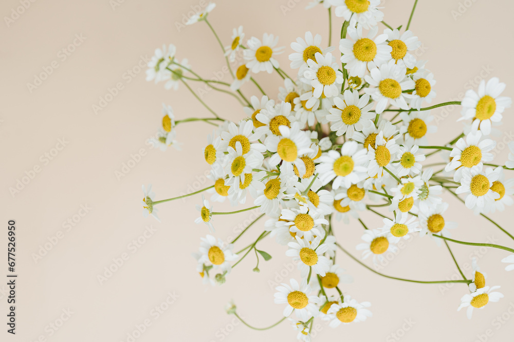 Chamomile daisy flowers bouquet on beige background. Minimal stylish still life floral composition