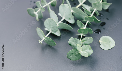 Eucalyptus plant leaves. Fresh Eucalyptus close up, on grey background, top view. Essential oil, aromatherapy