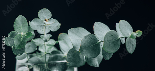 Eucalyptus plant leaves. Fresh Eucalyptus close up, over black background. Aroma Essential oil