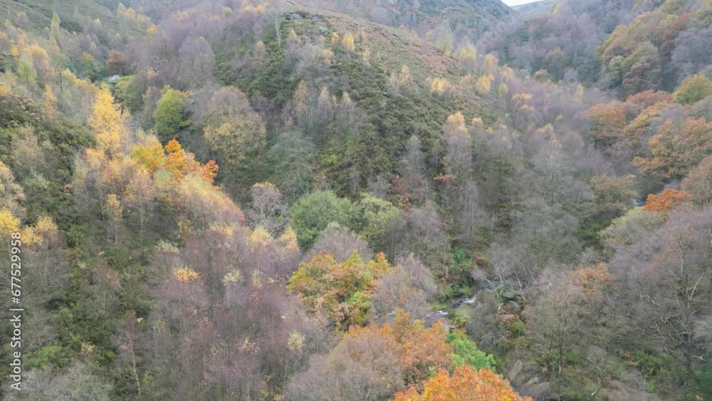 Tranquil winter woodland with a slow stream, golden oak trees, and fallen leaves, offering a peaceful and relaxing scene. Tranquil winter woodland with a slow stream, golden oak trees, and fallen leaves, offering a peaceful and relaxing scene.